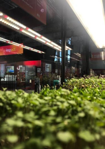 Warzywa sterowane smartfonem w Łomazach? Technologia z NASA w szkolnych stołówkach